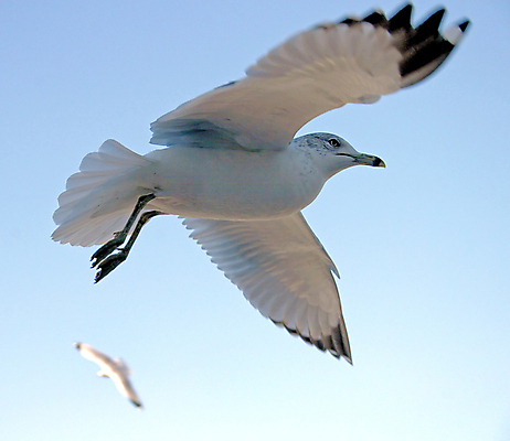 포토 JPG 해외이미지 동물 야생동물 날개 자연 갈매기 조류 하늘 사람없음 야외 파란색 펼침 자유 흰색 비행 깃털 부리 무료 해외202004 해외포토 컬러 컨셉 모션 생태계 파일형식 이미지허브