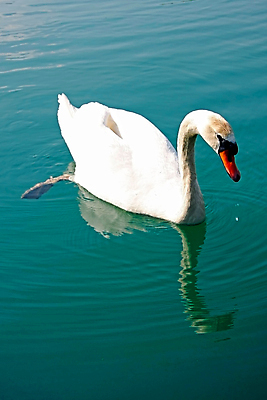 포토 JPG 해외이미지 주간 한마리 호수 사람없음 야외 백조 해외202004 해외포토 자연요소 1 조류 파일형식 이미지허브