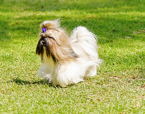 포토 JPG 해외이미지 동물 응시 공원 행복 컨셉 장난 포유류 국화 털 건강 미소 앉기 잔디 사람없음 야외 반려동물 장난감 달리기 걷기 검은색 중국 가축 활발 미니어처 표현 고급 우아함 개 강아지 선탠 사자 작음 실크 활 클립 무릎 솜털 송곳니 기르기 엮은 유래 총구 충실 해외202004 해외포토 식물 시선 공공시설 꽃 감정 아시아 컬러 모션 표정 신체부위 모형 직물 치아 크기 돌봄 파일형식 이미지허브