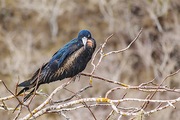 포토 JPG 해외이미지 동물 1 공원 야생동물 섬 백그라운드 날개 자연 조류 하늘 사람없음 검은색 미국 나뭇가지 에콰도르 갈라파고스 남쪽 동물상 혼자 해외202004 해외포토 나무 공공시설 컬러 북아메리카 조형물 남아메리카 방향 생태계 파일형식 이미지허브