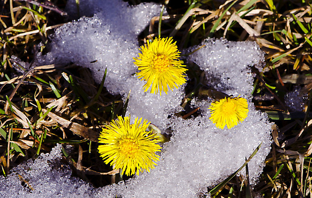 포토 JPG 해외이미지 식물 계절 꽃잎 꽃 백그라운드 잎 꽃무늬 자연 건강 사람없음 야외 태양 노란색 정원 봄 들꽃 추위 벚꽃 흰색 그룹 숲 작음 민들레 허브 속도 내추럴 해외202004 해외포토 자연요소 컬러 무늬 크기 생태계 파일형식 이미지허브