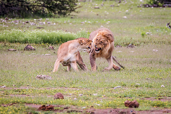 포토 JPG 해외이미지 동물 야생동물 여행 포유류 아프리카 자연 생물 털 동물원 사람없음 환경 고양이 힘 분노 황무지 위험 사자 큼 왕 모피 사파리 리더 육식동물 사냥꾼 멸종 사자자리 표범 짝짓기 내추럴 사바나 웅장함 해외202004 해외포토 직업 감정 나라 컨셉 반려동물 별자리 크기 생태계 파일형식 이미지허브