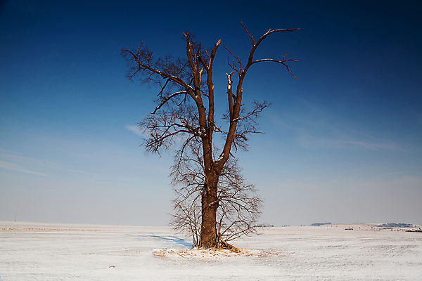 포토 JPG 해외이미지 주간 나무 겨울 자연 하늘 한그루 사람없음 야외 겨울풍경 해외202004 해외포토 자연요소 식물 1 계절 풍경 생태계 파일형식 이미지허브