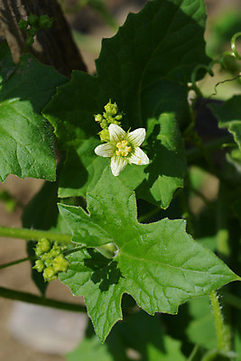 포토 JPG 해외이미지 식물 꽃 자연 사람없음 초록색 봄 닫기 묘사 포도나무 해외202004 해외포토 계절 컬러 모션 과일나무 생태계 파일형식 이미지허브