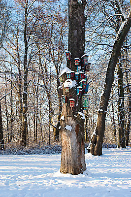 포토 JPG 해외이미지 나무 동물 계절 겨울 자연 조류 날씨 풍경 사람없음 야외 파란색 상자 냉동 침묵 추위 흰색 나뭇가지 둥지 숲 북극 서리 나무껍질 해외202004 해외포토 식물 컬러 소리 껍질 극지방 생태계 파일형식 이미지허브