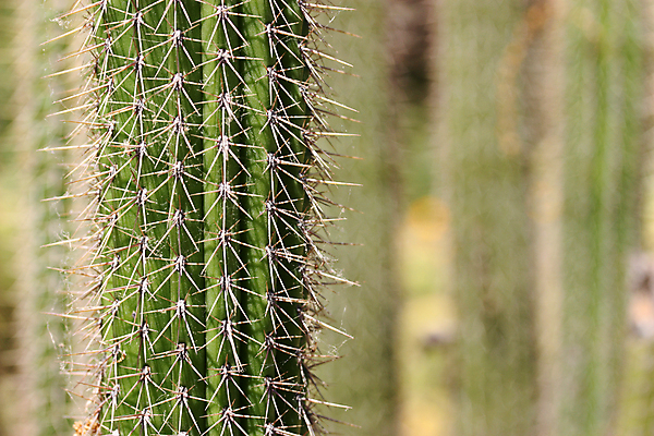 포토 JPG 해외이미지 식물 디자인 꽃 지구 백그라운드 잎 패턴 공 자연 선인장 건조 통 사람없음 장식 초록색 물 여름 노란색 정원 사막 성장 흰색 뜨거움 가시 황금 닫기 척추 묘사 원예 질감 날카로움 스파이크 해외202004 해외포토 자연요소 계절 컬러 무늬 모션 뼈 취미 생태계 파일형식 이미지허브