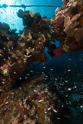 포토 JPG 해외이미지 동물 야생동물 바다 백그라운드 학교 자연 바닥 이집트 어류 사람없음 빨간색 물 파란색 빛 컬러풀 햇빛 태양 환경 수중 광선 산호 아래 생태계 소금 부드러움 암초 대서양 내추럴 소금물 식민지 이국적 해외202004 해외포토 자연요소 교육 컬러 아프리카 수중동물 감각 자포동물 방향 위치 파일형식 이미지허브