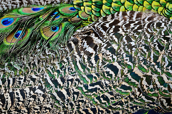 포토 JPG 해외이미지 동물 디자인 남자 야생동물 백그라운드 패턴 자연 조류 추상 사람없음 장식 초록색 파란색 컬러풀 활발 우아함 공작 깃털 묘사 질감 꼬리 내추럴 해외202004 해외포토 컬러 컨셉 무늬 사람 생태계 파일형식 이미지허브