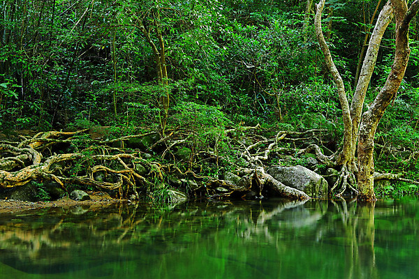 포토 JPG 해외이미지 나무 공원 야생동물 여행 백그라운드 잎 자연 벽지 산 풍경 사람없음 야외 초록색 물 여름 빛 강 햇빛 평화 환경 맑음 봄 폭포 젖음 흐름 에너지 가을 바위 신선 개울 떨어짐 숲 내추럴 무료 파라다이스 해외202004 해외포토 자연요소 식물 동물 계절 공공시설 컬러 컨셉 날씨 생태계 파일형식 이미지허브