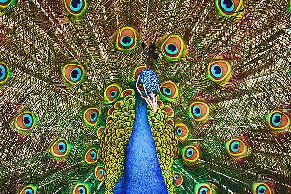 포토 JPG 해외이미지 자연 조류 사람없음 공작 깃털 꼬리 동물상 해외202004 해외포토 동물 조형물 생태계 파일형식 이미지허브