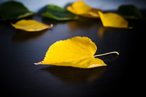 포토 JPG 해외이미지 나무 식물 디자인 계절 꽃 백그라운드 컨셉 단풍 잎 패턴 오렌지 자연 추상 프레임 풍경 사람없음 야외 장식 빨간색 초록색 컬러풀 햇빛 갈색 노란색 우주 검은색 활발 가을 나뭇가지 황금 정상 숲 9월 11월 질감 10월 내추럴 고립 엘리먼트 해외202004 해외포토 컬러 무늬 과일 태양 날짜 생태계 파일형식 이미지허브