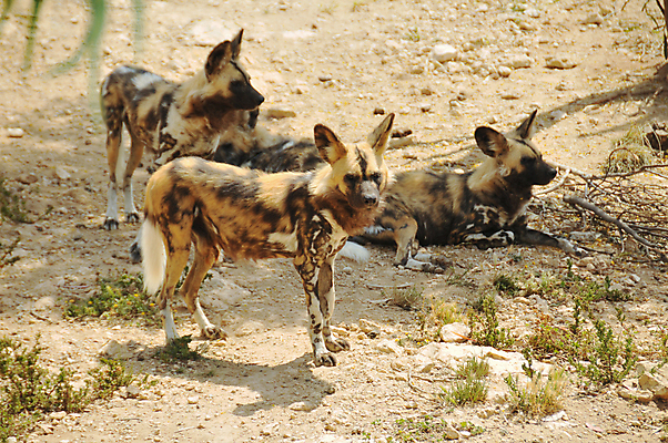 포토 JPG 해외이미지 주간 동물 야생동물 포유류 가족 아프리카 자연 휴식 종류 서기 사람없음 야외 갈색 검은색 황무지 개 위험 사파리 사냥개 귀 육식동물 사냥꾼 멸종 늑대 남쪽 송곳니 동물상 사바나 해외202004 해외포토 자연요소 직업 나라 컬러 컨셉 관계 모션 신체부위 조형물 치아 방향 생태계 파일형식 이미지허브
