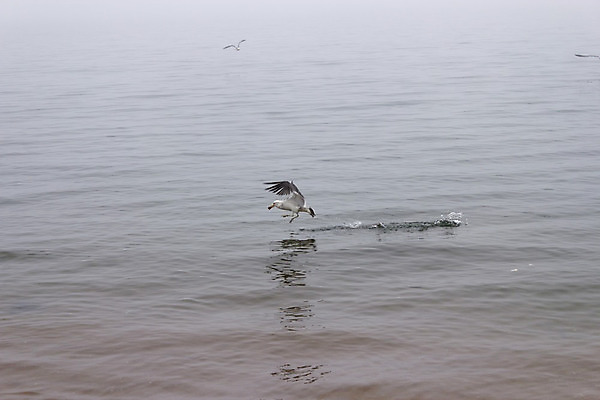 포토 JPG 해외이미지 주간 구름 호수 바다 여행 백그라운드 날개 자연 벽지 갈매기 조류 하늘 산 항해 풍경 사람없음 야외 빨간색 물 파란색 햇빛 평화 검은색 침묵 안개 흰색 만 황금 언덕 대문 넘어짐 뿌연 아르메니아 터키석 수평선 해외202004 해외포토 자연요소 동물 컬러 컨셉 배_교통 모션 날씨 태양 문 소리 보석 생태계 파일형식 이미지허브