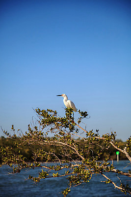 포토 JPG 해외이미지 날개 자연 조류 앉기 풍경 사람없음 왜가리 물새 나폴리 플로리다 해외202004 해외포토 동물 모션 미국 이탈리아 생태계 파일형식 이미지허브