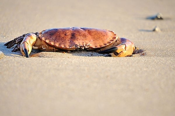 포토 JPG 해외이미지 동물 야생동물 음식 모래 바다 백그라운드 자연 덴마크 사람없음 물 게 해산물 집게발 해외202004 해외포토 자연요소 북유럽 갑각류 생태계 파일형식 이미지허브