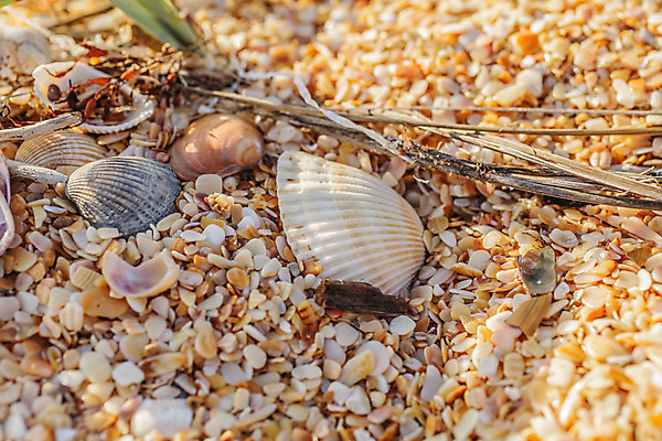포토 JPG 해외이미지 계절 모래 바다 여행 백그라운드 컨셉 자연 조개 연체동물 해변 사람없음 햇빛 우주 껍질 소라 질감 가리비 흙더미 멀티 해외202004 해외포토 어패류 무척추동물 태양 흙 생태계 파일형식 더미 이미지허브