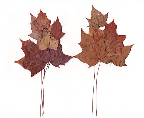 포토 JPG 해외이미지 나무 식물 계절 야생동물 백그라운드 단풍 잎 패턴 일러스트 자연 건조 사람없음 장식 갈색 정원 가을 숲 질감 생물학 옛날 핸드메이드 해외202004 해외포토 동물 교육 컬러 무늬 생태계 파일형식 이미지허브