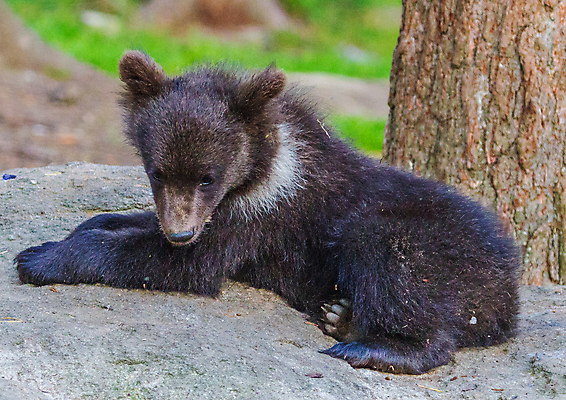포토 JPG 해외이미지 나무 동물 응시 야생동물 곰 포유류 자연 털 사람없음 야외 여름 갈색 숲 위험 큼 육식동물 해외202004 해외포토 식물 시선 계절 컬러 컨셉 크기 생태계 파일형식 이미지허브