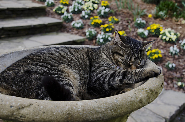 포토 JPG 해외이미지 동물 감정 얼굴 자연 휴식 사람없음 반려동물 정원 고양이 표현 잠 호기심 귀 내추럴 해외202004 해외포토 컨셉 포유류 신체부위 생태계 파일형식 이미지허브