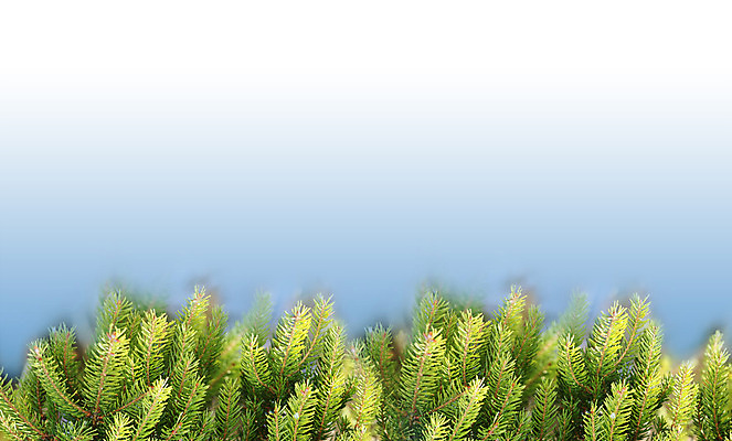 포토 JPG 해외이미지 나무 식물 전통 계절 백그라운드 잎 크리스마스 겨울 자연 벽지 휴가 새로움 선물 사람없음 목재 장식 초록색 크리스마스트리 축제 흰색 나뭇가지 축하 소나무 눈송이 숲 12월 연도 상록수 침엽수 전나무 원뿔 내추럴 고립 가문비나무 해외202004 해외포토 도형 기념일 컬러 컨셉 재료 눈_날씨 날짜 생태계 파일형식 이미지허브