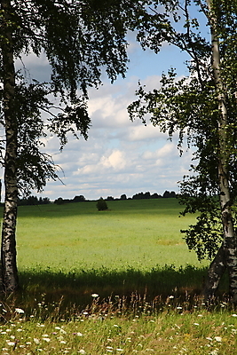 포토 JPG 해외이미지 나무 밭 자연 풍경 사람없음 여름 시골 입장 러시아인 해외202004 해외포토 서양인 식물 계절 농업 생태계 파일형식 이미지허브