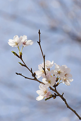 포토 JPG 해외이미지 주간 사람없음 야외 봄 벚꽃 나뭇가지 해외202004 해외포토 자연요소 나무 계절 꽃 파일형식 이미지허브