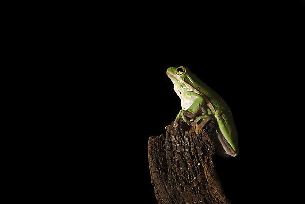 포토 JPG 해외이미지 나무 동물 야생동물 자연 개구리 양서류 사람없음 목재 초록색 갈색 검은색 나뭇가지 막대기 고립 해외202004 해외포토 식물 컬러 재료 생태계 파일형식 이미지허브