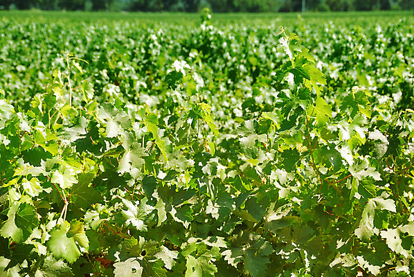 포토 JPG 해외이미지 나무 식물 계절 음식 백그라운드 잎 밭 농업 과일 자연 포도 풍경 사람없음 야외 초록색 여름 농경지 와인 계곡 맑음 수확 성장 흰색 시골 신선 땅 캘리포니아 포도밭 장면 포도나무 내추럴 밭일 양조장 해외202004 해외포토 산업 컬러 날씨 주류 농장 미국 과일나무 생태계 파일형식 이미지허브