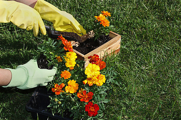 포토 JPG 해외이미지 식물 손 꽃 화분 장갑 잎 농업 자연 사람 취미 사람없음 야외 빨간색 초록색 여름 컬러풀 노란색 맑음 흙 봄 성장 공구 삽 원예 조경 땅바닥 온실 원예사 해외202004 해외포토 직업 잡화 계절 산업 컬러 날씨 바닥 신체부위 도구 생태계 파일형식 이미지허브