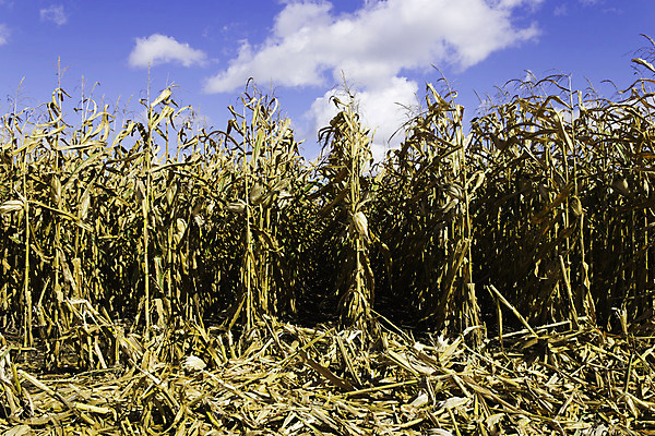포토 JPG 해외이미지 식물 구름 계절 음식 백그라운드 밭 농업 자연 하늘 옥수수 풍경 사람없음 야외 농작물 햇빛 태양 농장 노란색 환경 수확 성장 껍질 가을 시골 황금 낟알 시리얼 유기농 장면 해외202004 해외포토 자연요소 웰빙 산업 컬러 곡류 생태계 파일형식 이미지허브