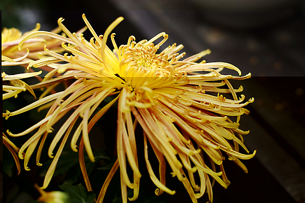 포토 JPG 해외이미지 국화 사람없음 침묵 해외202004 해외포토 꽃 소리 파일형식 이미지허브