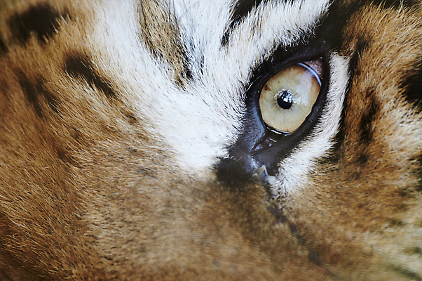 포토 JPG 해외이미지 남자 야생동물 수염 사람없음 호랑이 붓꽃 표범 시베리아 해외202004 해외포토 동물 꽃 포유류 사람 파일형식 이미지허브