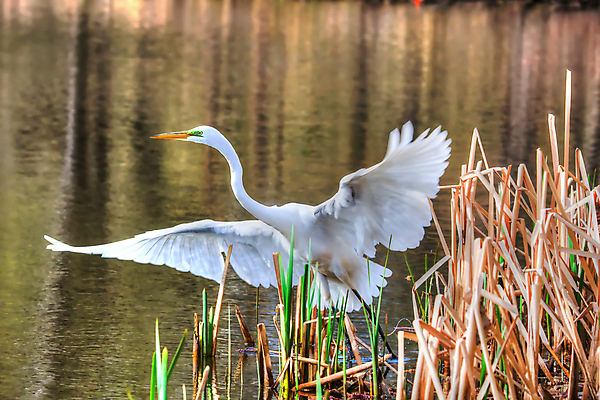 포토 JPG 해외이미지 동물 조류 사람없음 깃털 부리 해외202004 해외포토 파일형식 이미지허브