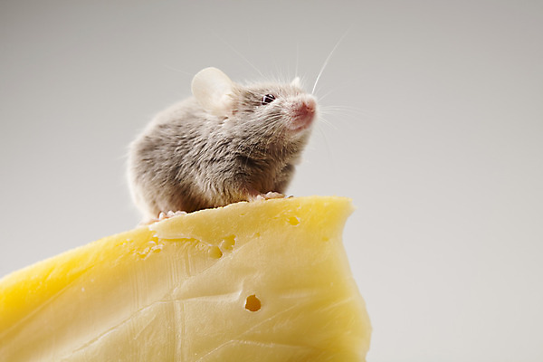 포토 JPG 해외이미지 한마리 응시 회색배경 치즈 실내 사람없음 쥐 해외202004 해외포토 1 시선 백그라운드 유제품 내부 회색 설치류 파일형식 이미지허브