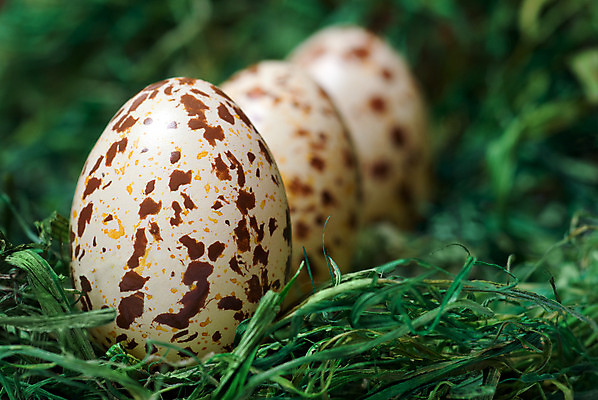 포토 JPG 해외이미지 계절 패턴 휴가 부활절 3 사람없음 장식 초록색 갈색 계란 흰색 점 그리기 볏짚 배열 심볼 설정 줄서기 카피스페이스 해외202004 해외포토 기념일 컬러 무늬 모션 알 공백 짚 파일형식 이미지허브