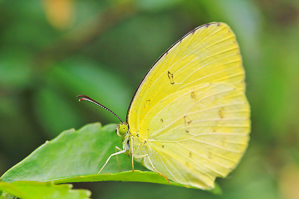 포토 JPG 해외이미지 나무 유럽 야생동물 나비 곤충 백그라운드 꽃무늬 신체 날개 태국 자연 날리기 추상 안테나 앉기 풍경 사람없음 야외 초록색 여름 빛 컬러풀 햇빛 노란색 머리 환경 맑음 봄 활발 생물학 꽃가루 꿀 취급주의 해외202004 해외포토 식물 동물 계절 교육 꽃 나라 아시아 컬러 컨셉 무늬 통신 모션 날씨 경고 신체부위 태양 가루 생태계 파일형식 이미지허브