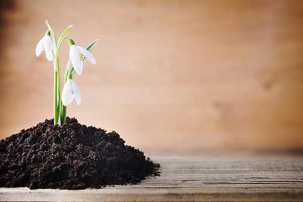 포토 JPG 해외이미지 식물 계절 꽃잎 꽃 줄기 백그라운드 자연 새로움 사람없음 침묵 봄 벚꽃 흰색 개화 작음 헌병 해외202004 해외포토 컬러 컨셉 소리 군인 크기 생태계 파일형식 이미지허브