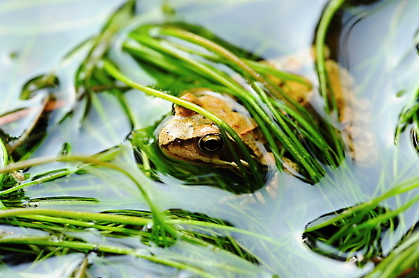 포토 JPG 해외이미지 나무 동물 야생동물 백그라운드 잎 자연 건조 개구리 양서류 가면 사람없음 초록색 점프 검은색 닫기 작음 생태계 생물학 두꺼비 내추럴 고립 생태학 해외202004 해외포토 식물 교육 컬러 모션 크기 파일형식 이미지허브