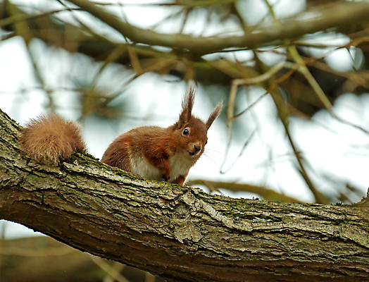 포토 JPG 해외이미지 동물 야생동물 포유류 자연 생물 사람없음 숲 삼림지대 해외202004 해외포토 생태계 파일형식 이미지허브