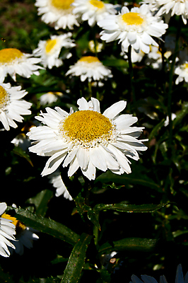 포토 JPG 해외이미지 식물 계절 꽃잎 꽃 꽃무늬 밭 자연 사람없음 야외 초록색 햇빛 태양 노란색 정원 맑음 봄 벚꽃 흰색 시골 허브 데이지 내추럴 캐모마일 해외202004 해외포토 자연요소 컬러 무늬 농업 날씨 생태계 파일형식 이미지허브