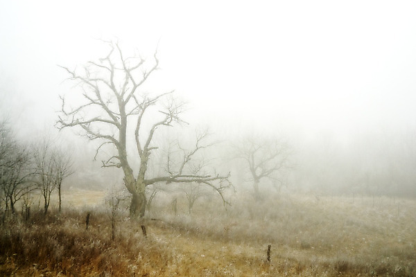 포토 JPG 해외이미지 주간 나무 겨울 자연 초원 사람없음 야외 안개 몽환 겨울풍경 해외202004 해외포토 자연요소 식물 계절 컨셉 날씨 풍경 생태계 파일형식 이미지허브