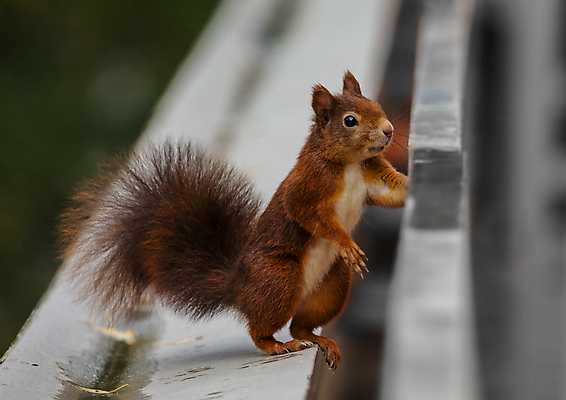 포토 JPG 해외이미지 주간 1 응시 야생동물 포유류 털 앉기 사람없음 야외 옆모습 설치류 작음 코 다람쥐 해외202004 해외포토 자연요소 동물 시선 뷰포인트 모션 신체부위 크기 파일형식 이미지허브
