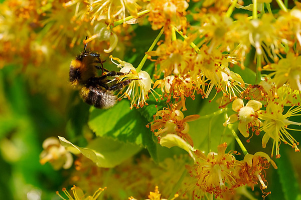 포토 JPG 해외이미지 나무 식물 꽃잎 꽃 백그라운드 잎 꽃무늬 재료 자연 건강 사람없음 초록색 약 노란색 벚꽃 흰색 나뭇가지 신선 개화 닫기 달콤 맛 허브 아로마 꽃가루 라임 꿀 내추럴 거짓 고립 치료제 호박벌 해외202004 해외포토 컬러 컨셉 무늬 과일 의학 모션 벌_곤충 가루 생태계 파일형식 이미지허브