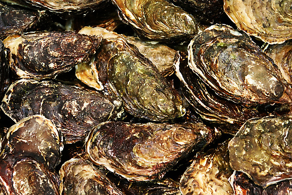 포토 JPG 해외이미지 음식 바다 과일 조개 건강 어류 서기 사람없음 파티 세일 쌓기 식사 껍질 굴 신선 잡기 오픈 시장 닫기 먹이 먹기 해산물 날것 매각 영양분 오메가 많음 해외202004 해외포토 컨셉 모션 어패류 이벤트 수중동물 파일형식 이미지허브