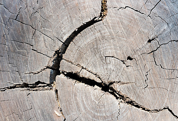 포토 JPG 해외이미지 모양 나무 식물 선 조각 백그라운드 십자가 패턴 부분 자연 벽지 추상 나선형 사람없음 목재 갈색 검은색 어둠 시골 반지 원형 거친 균열 닫기 널 자르기 묘사 유기농 질감 나무껍질 잡동사니 내추럴 그런지 엘리먼트 옛날 노화 해외202004 해외포토 도형 웰빙 컬러 컨셉 무늬 재료 장신구 모션 껍질 생태계 파일형식 이미지허브