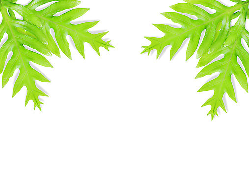 포토 JPG 해외이미지 모양 식물 백그라운드 잎 패턴 자연 사람없음 장식 초록색 환경 정원 봄 성장 흰색 나뭇가지 신선 열대우림 내추럴 고립 생태학 양치류 해외202004 해외포토 나무 계절 교육 컬러 무늬 숲 생태계 파일형식 이미지허브