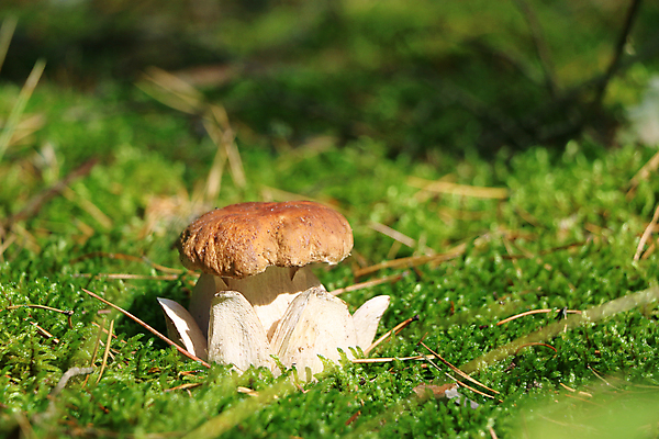 포토 JPG 해외이미지 주간 자연 근접촬영 잔디 사람없음 야외 버섯 숲속 해외202004 해외포토 자연요소 식물 뷰포인트 숲 생태계 파일형식 이미지허브