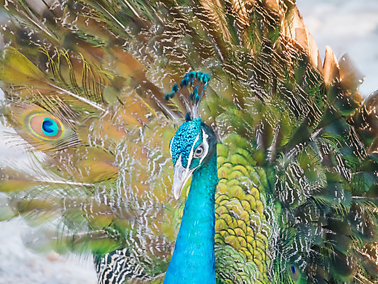 포토 JPG 해외이미지 디자인 여자 남자 유럽 야생동물 조류 왕관 동물원 사람없음 야외 장식 초록색 컬러풀 걷기 활발 도전 춤 우아함 공작 인도인 전시회 심볼 깃털 묘사 질감 꼬리 쇼 보여주기 내추럴 터키석 해외202004 해외포토 외국인 동물 나라 컬러 컨셉 모션 문화예술 사람 동양인 전시 보석 파일형식 이미지허브