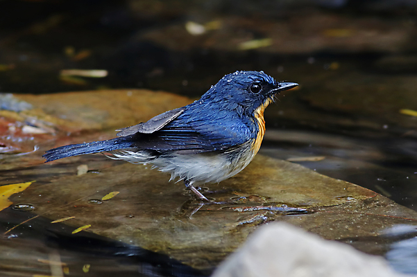 포토 JPG 해외이미지 나무 동물 여자 남자 아시아 얼굴 야생동물 백그라운드 날개 자연 조류 사람없음 야외 목재 가로 초록색 물 파란색 컬러풀 머리 환경 나뭇가지 막대기 닫기 숲 깃털 꼬리 부리 서식지 생태학 이국적 해외202004 해외포토 자연요소 식물 교육 나라 컬러 재료 모션 사람 신체부위 생태계 파일형식 이미지허브