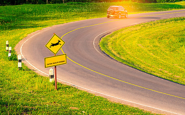 포토 JPG 해외이미지 동물 공원 도로 야생동물 여행 백그라운드 컨셉 밭 곡선 교통시설 자동차 자연 휴가 사슴 거리 경고 안전 사람없음 야외 초록색 여름 친구 노란색 여행객 환경 점프 운전 고속도로 숲 위험 아스팔트 심볼 언덕 사인 조심 상록수 건너기 길가 방법 주목 해외202004 해외포토 계절 공공시설 길 선 육상교통 컬러 교통 농업 포유류 관계 모션 사람 시설 생태계 파일형식 이미지허브